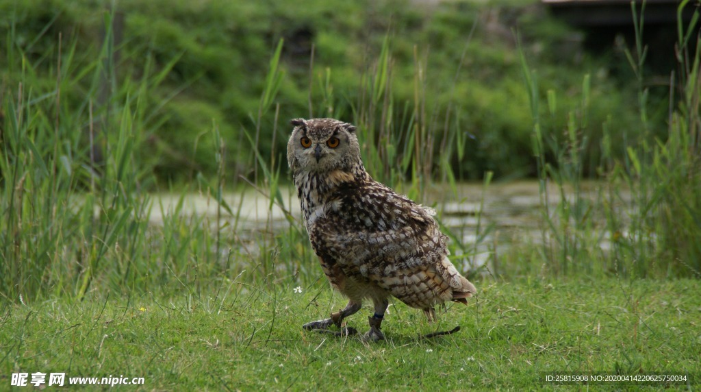 猫头鹰空山鸟语图片