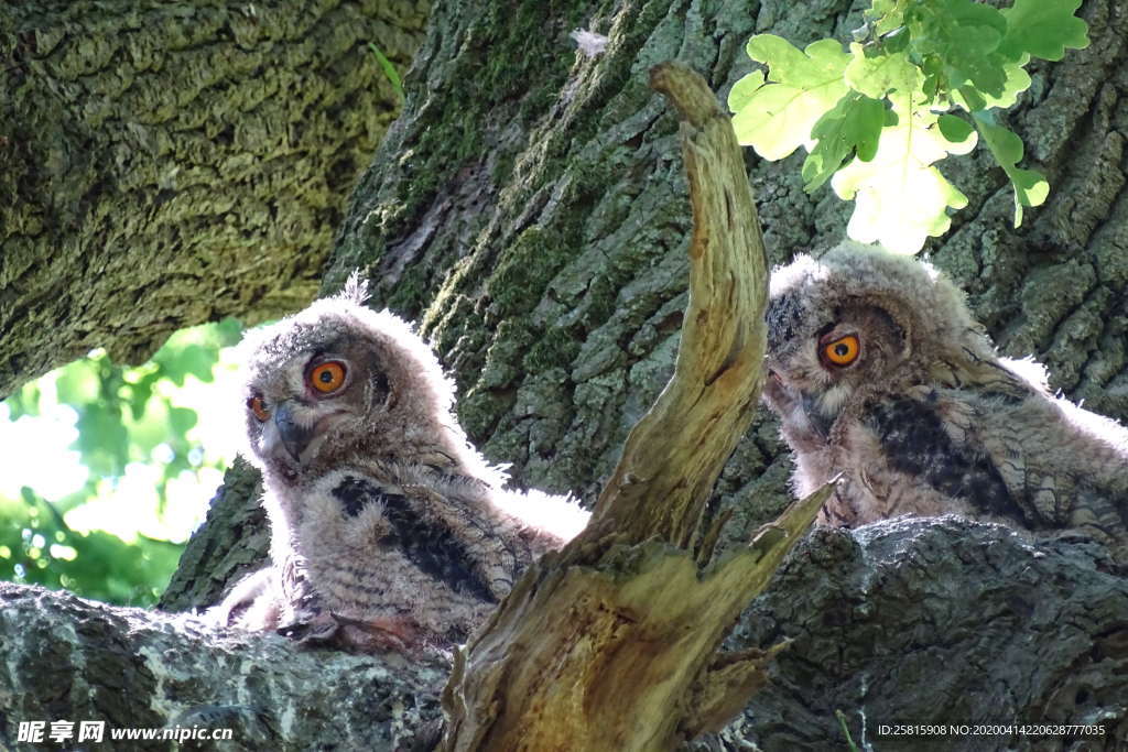 猫头鹰空山鸟语图片