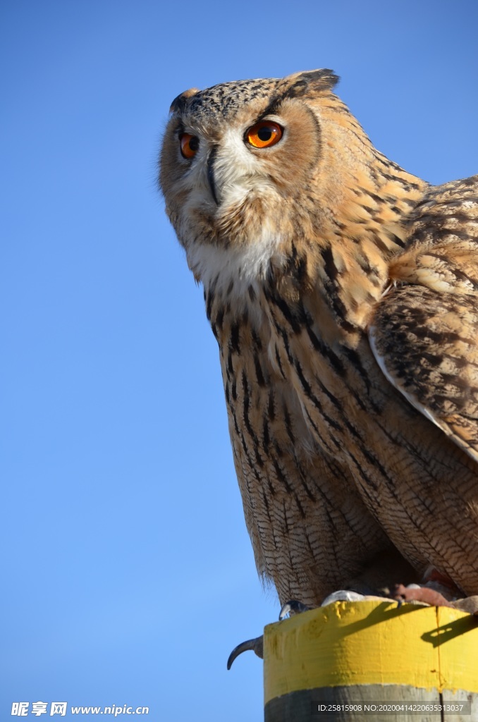 猫头鹰空山鸟语图片