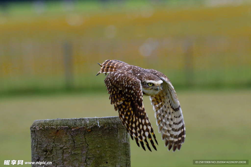 猫头鹰空山鸟语图片