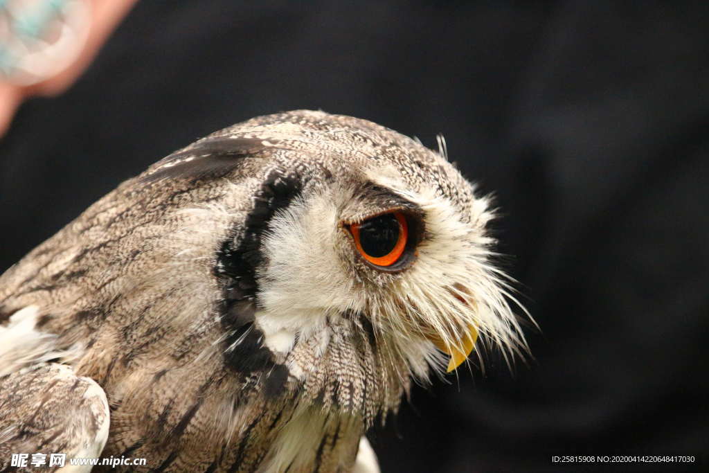 猫头鹰空山鸟语图片