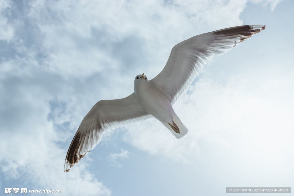 海鸥空山鸟语图片