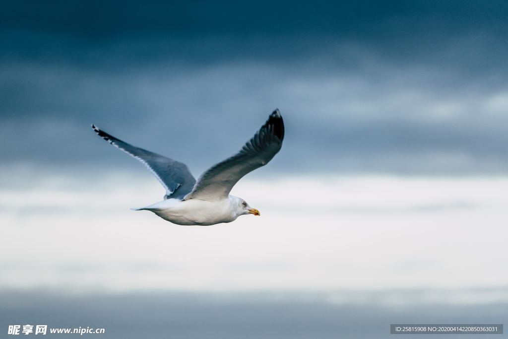 海鸥空山鸟语图片