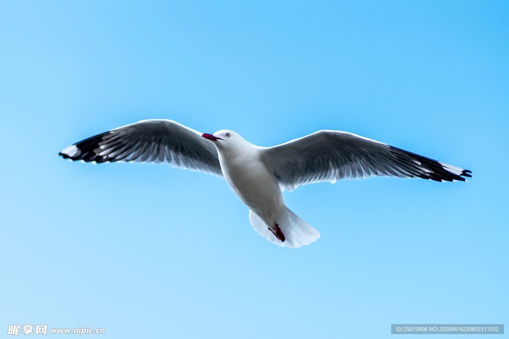 海鸥空山鸟语图片