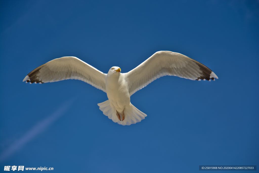 海鸥空山鸟语图片