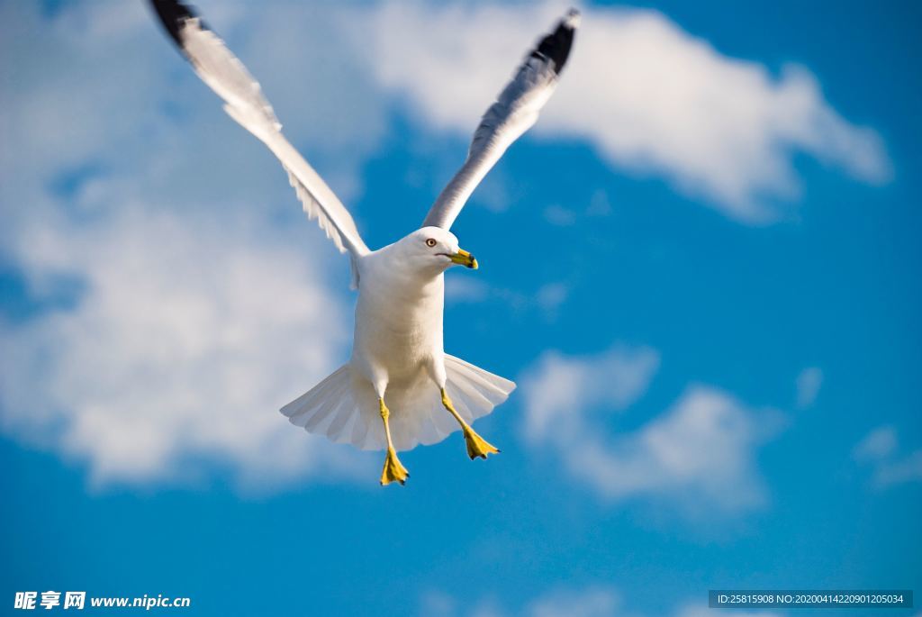 海鸥空山鸟语图片