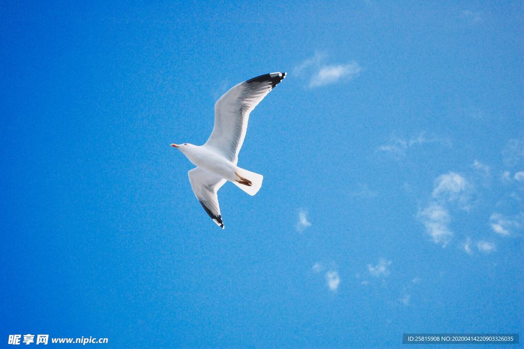 海鸥空山鸟语图片