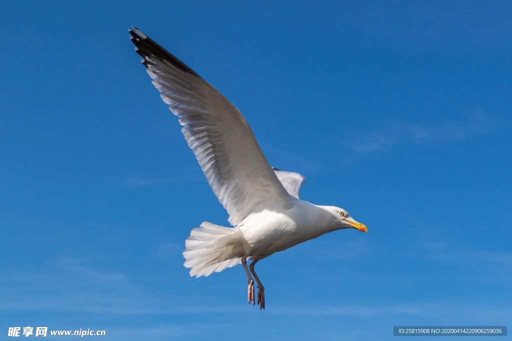 海鸥空山鸟语图片