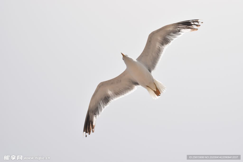 海鸥空山鸟语图片