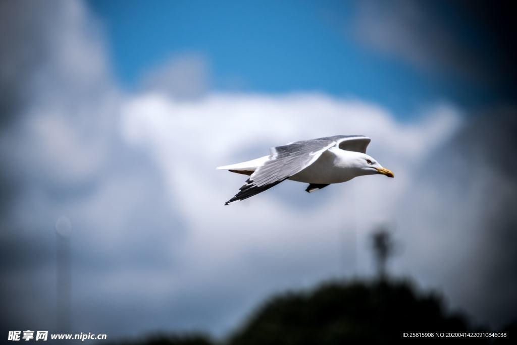海鸥空山鸟语图片