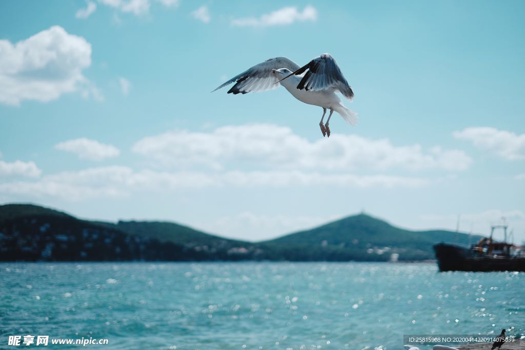 海鸥空山鸟语图片