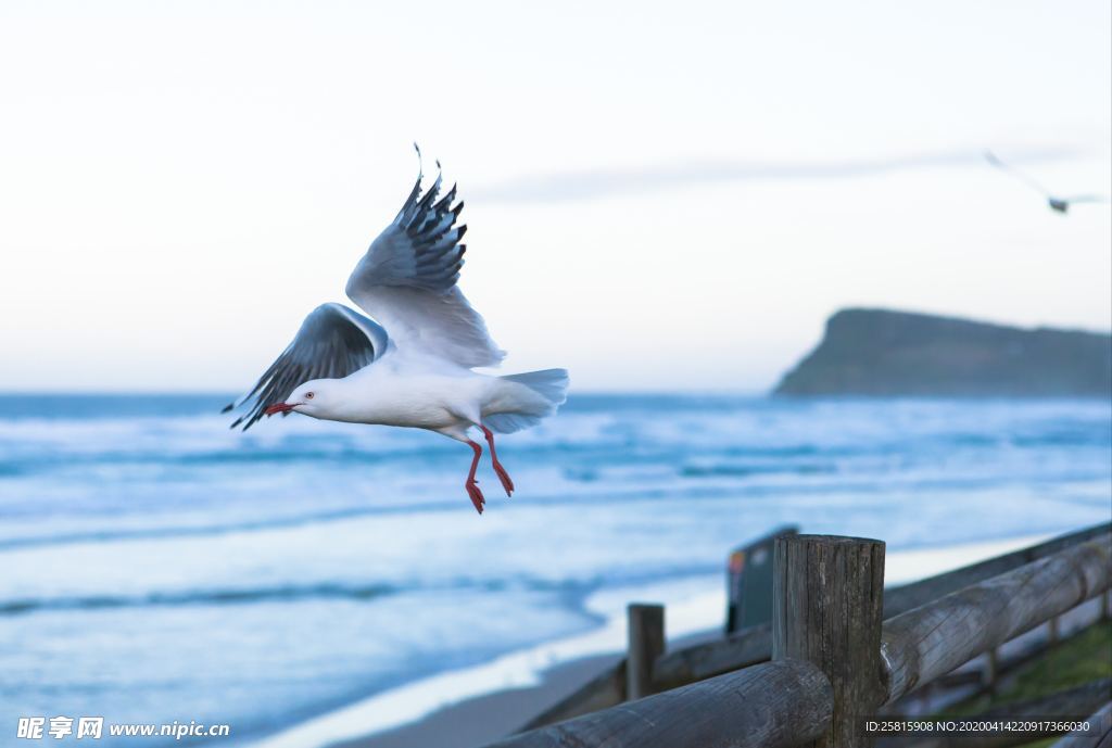海鸥空山鸟语图片