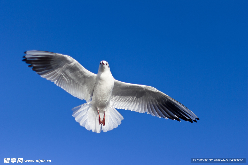 海鸥空山鸟语图片