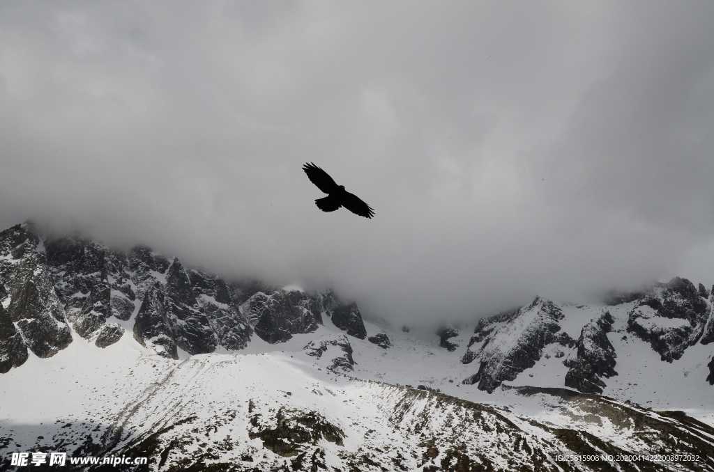 老鹰空山鸟语图片
