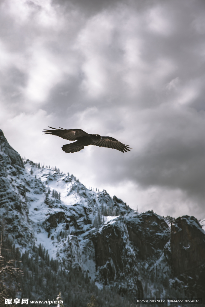老鹰空山鸟语图片
