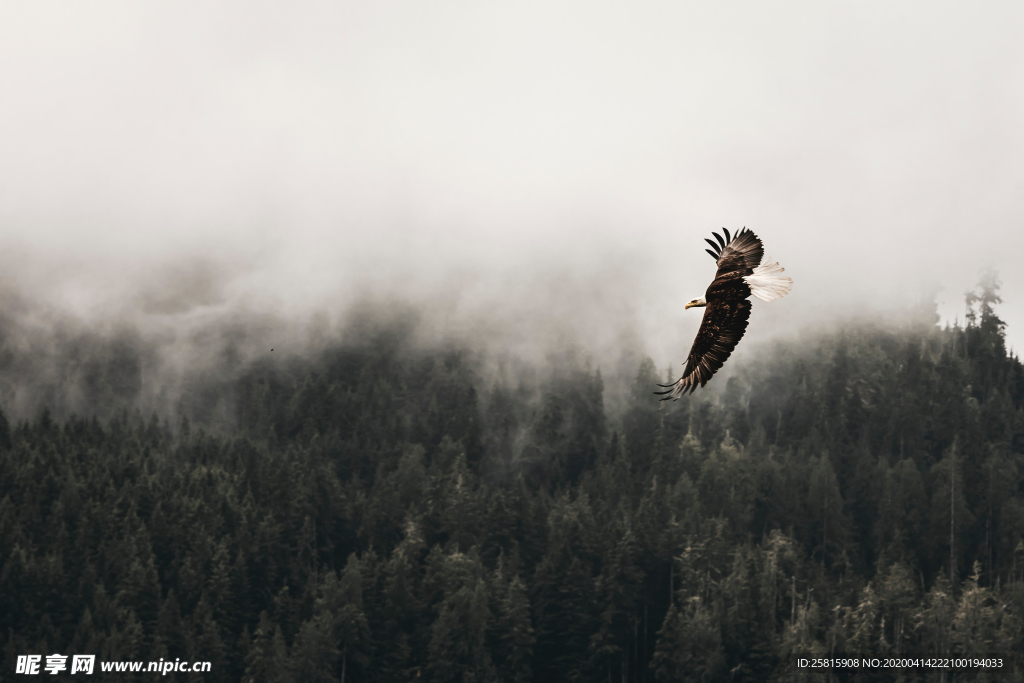 老鹰空山鸟语图片
