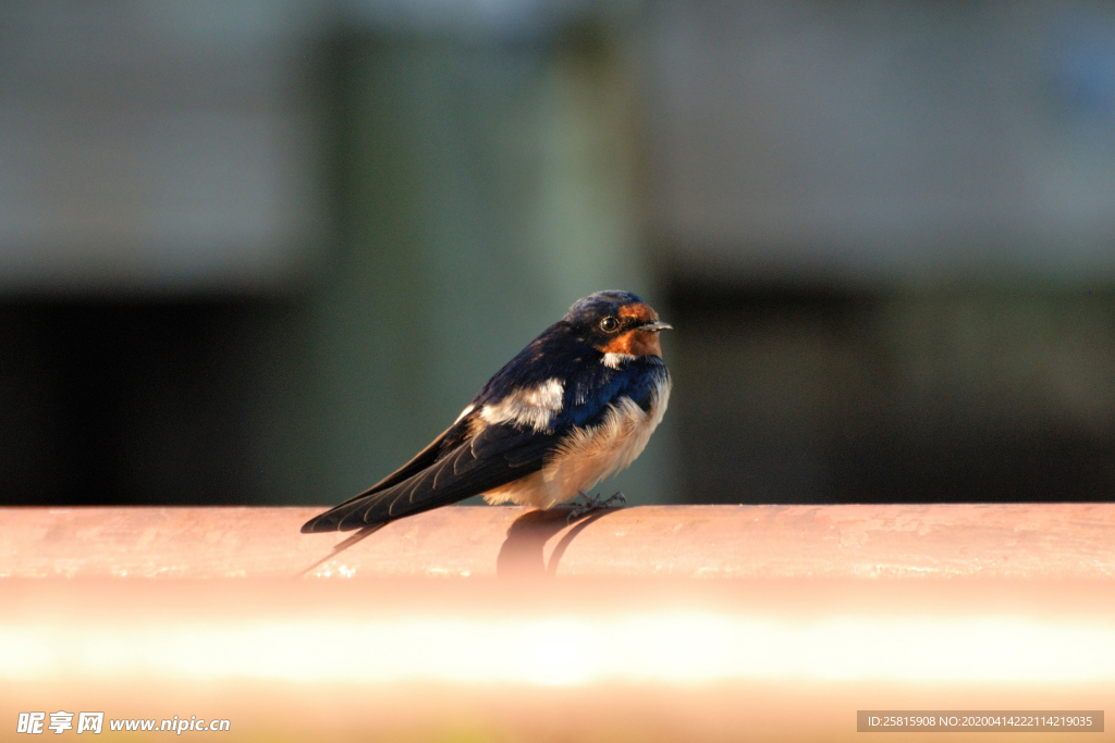 燕子空山鸟语图片