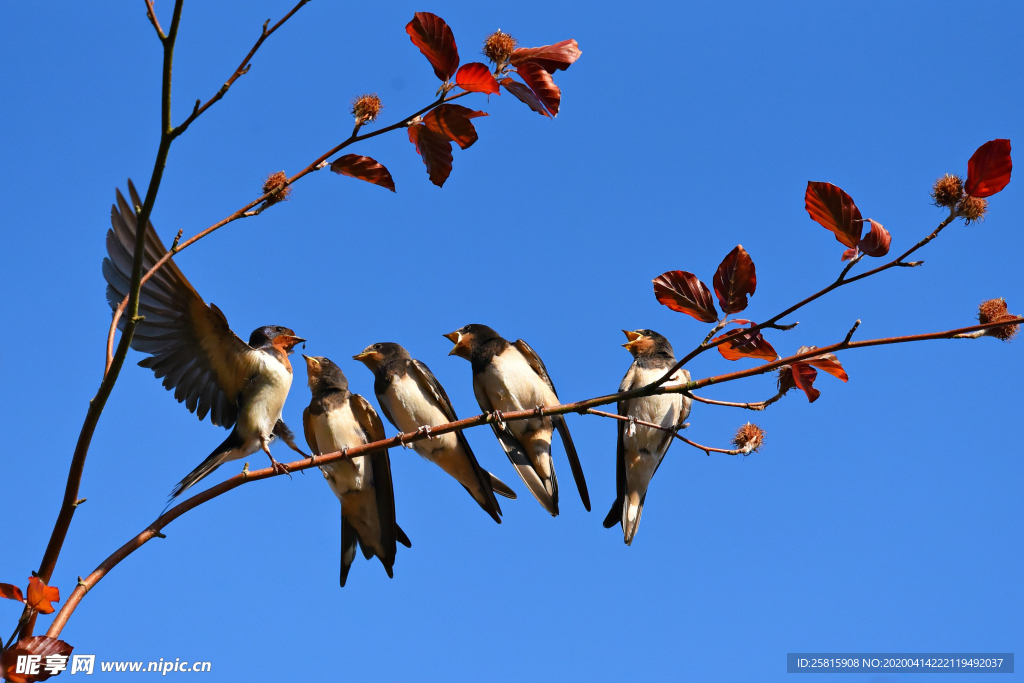燕子空山鸟语图片