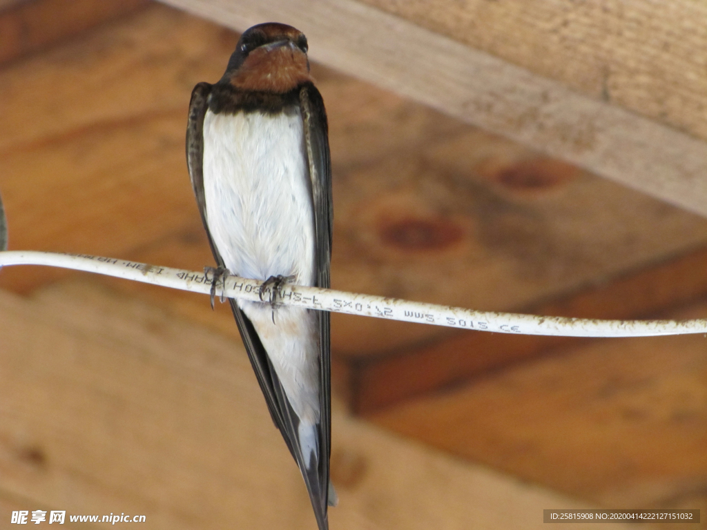 燕子空山鸟语图片