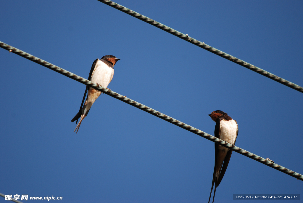 燕子空山鸟语图片