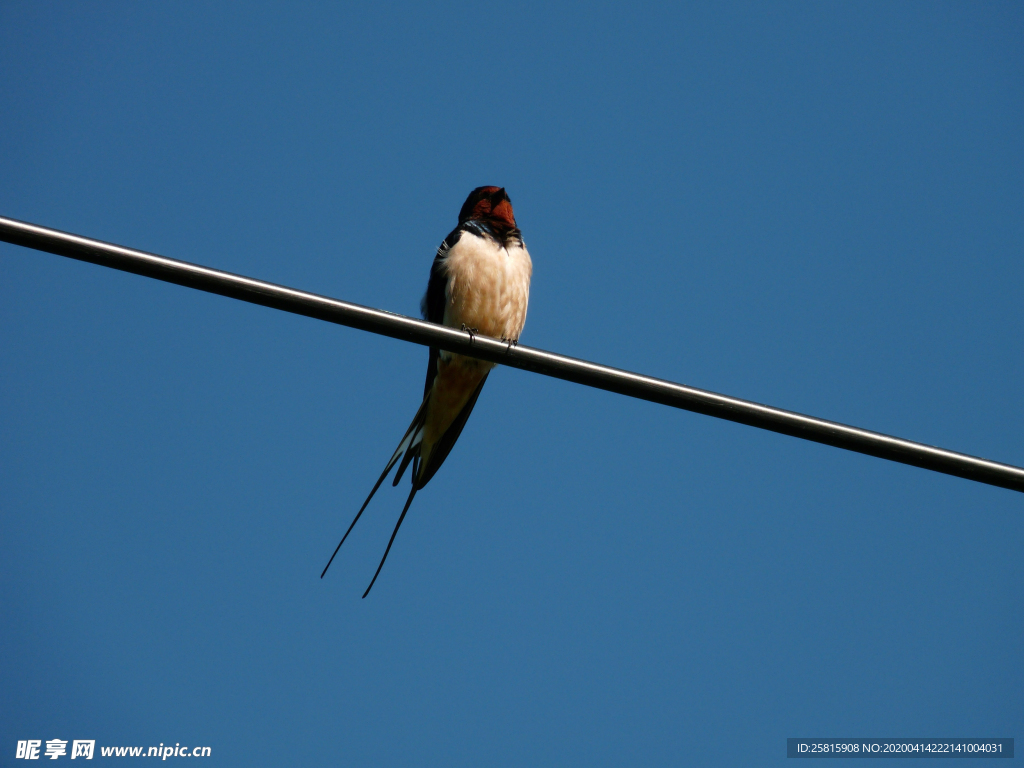 燕子空山鸟语图片