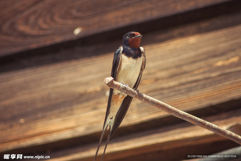 燕子空山鸟语图片