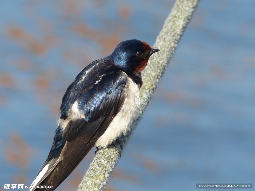 燕子空山鸟语图片