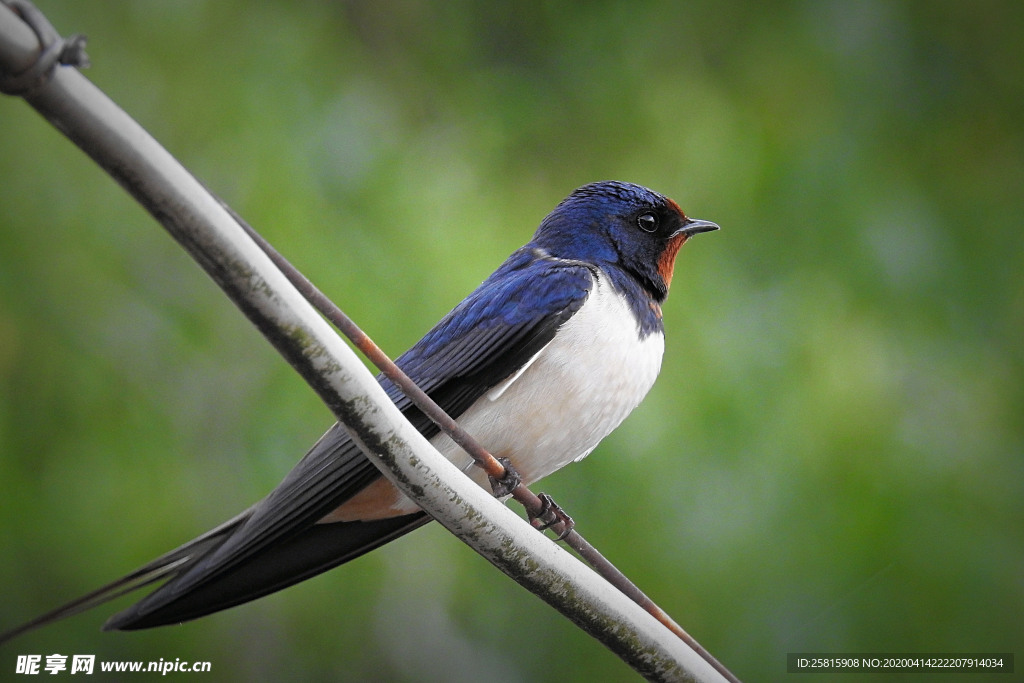 燕子空山鸟语图片