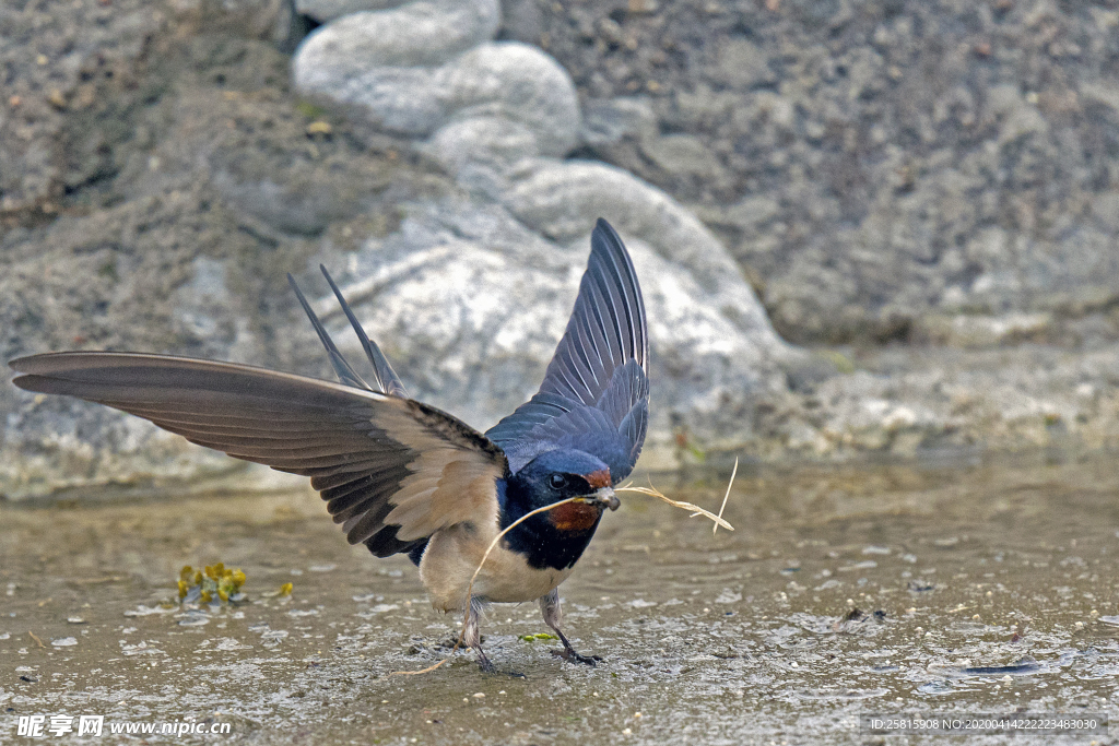 燕子空山鸟语图片