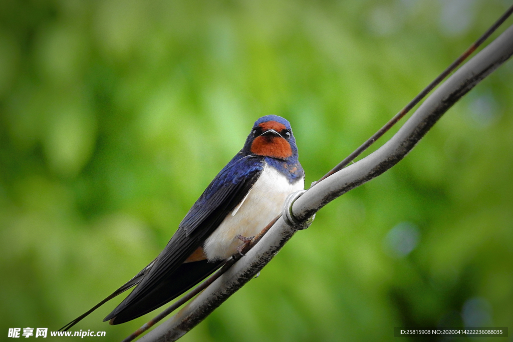 燕子空山鸟语图片