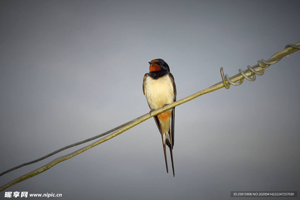 燕子空山鸟语图片