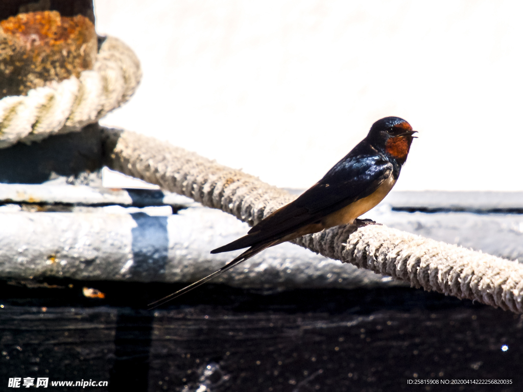 燕子空山鸟语图片