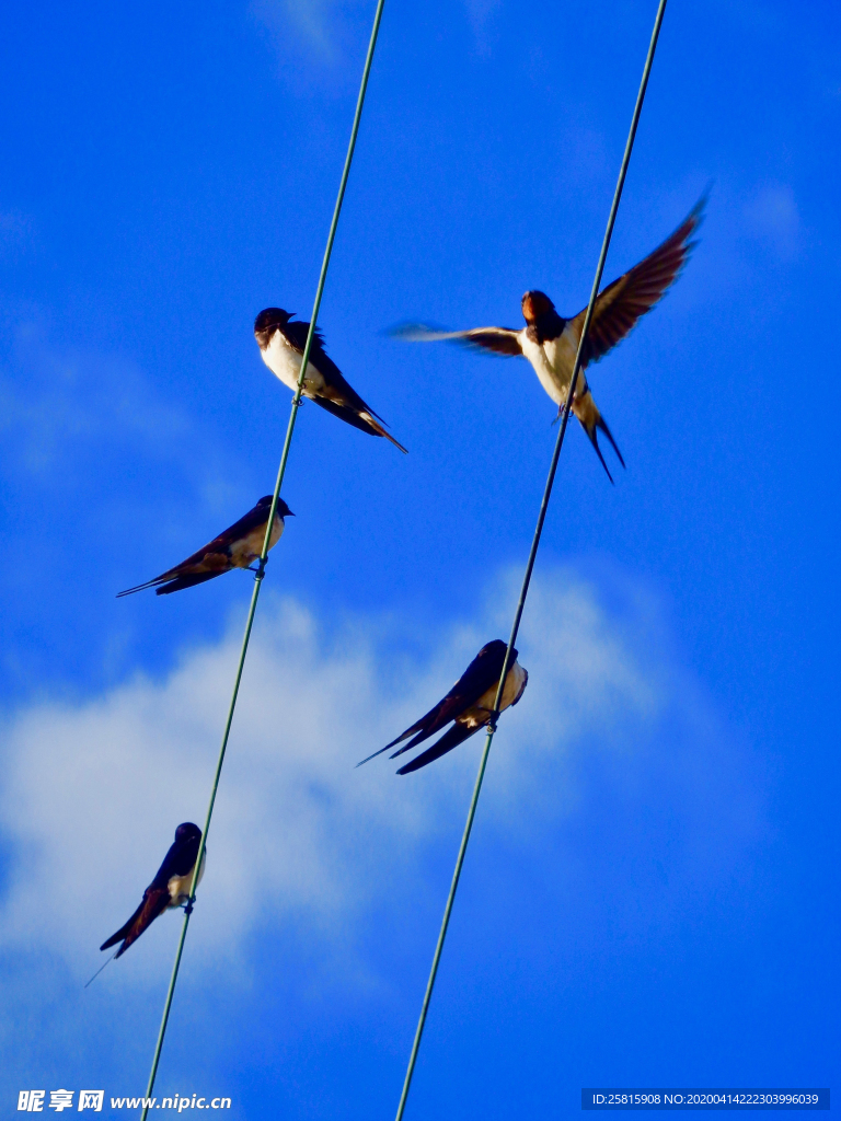 燕子空山鸟语图片
