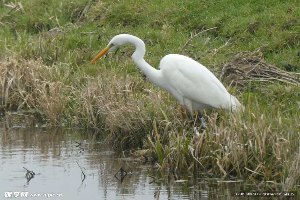 白鹭空山鸟语图片