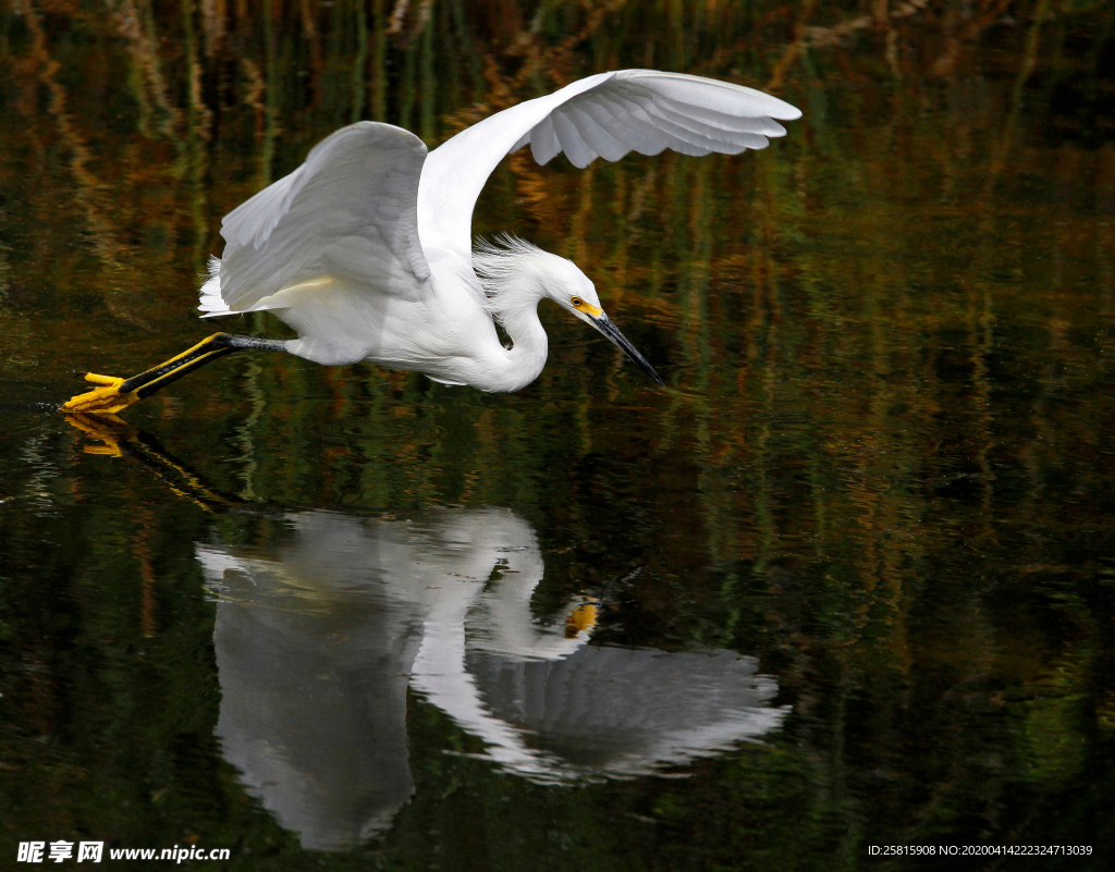 白鹭空山鸟语图片