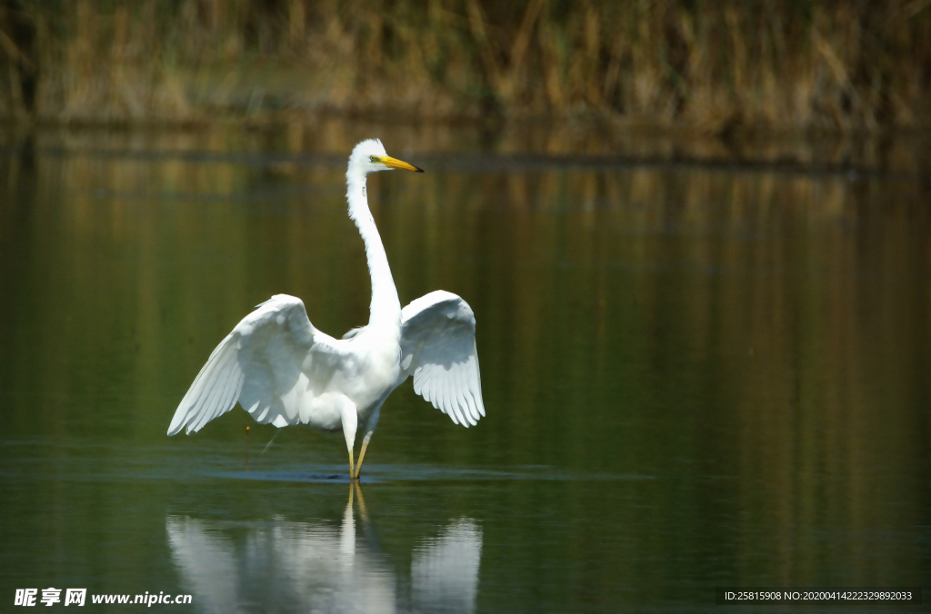 白鹭空山鸟语图片