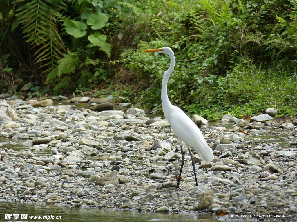 白鹭空山鸟语图片