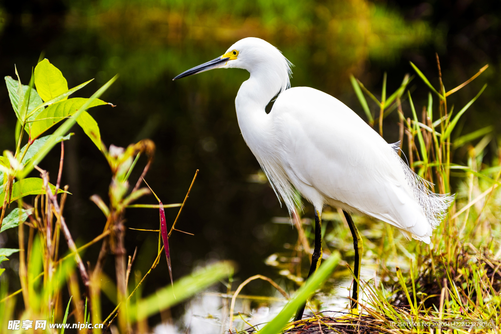 白鹭空山鸟语图片