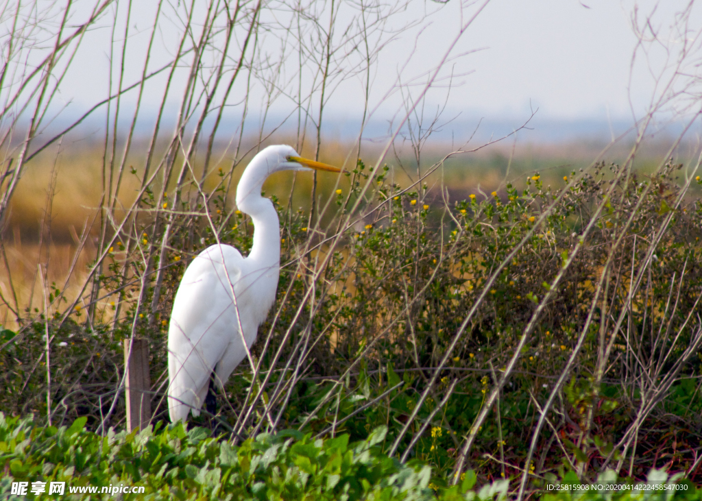 白鹭空山鸟语图片