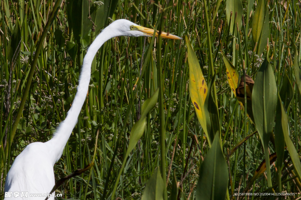 白鹭空山鸟语图片