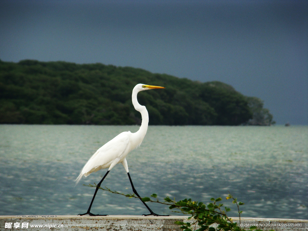白鹭空山鸟语图片