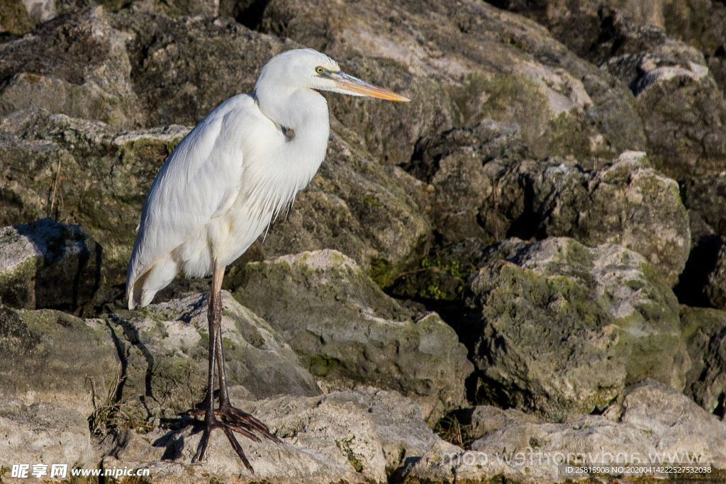 白鹭空山鸟语图片