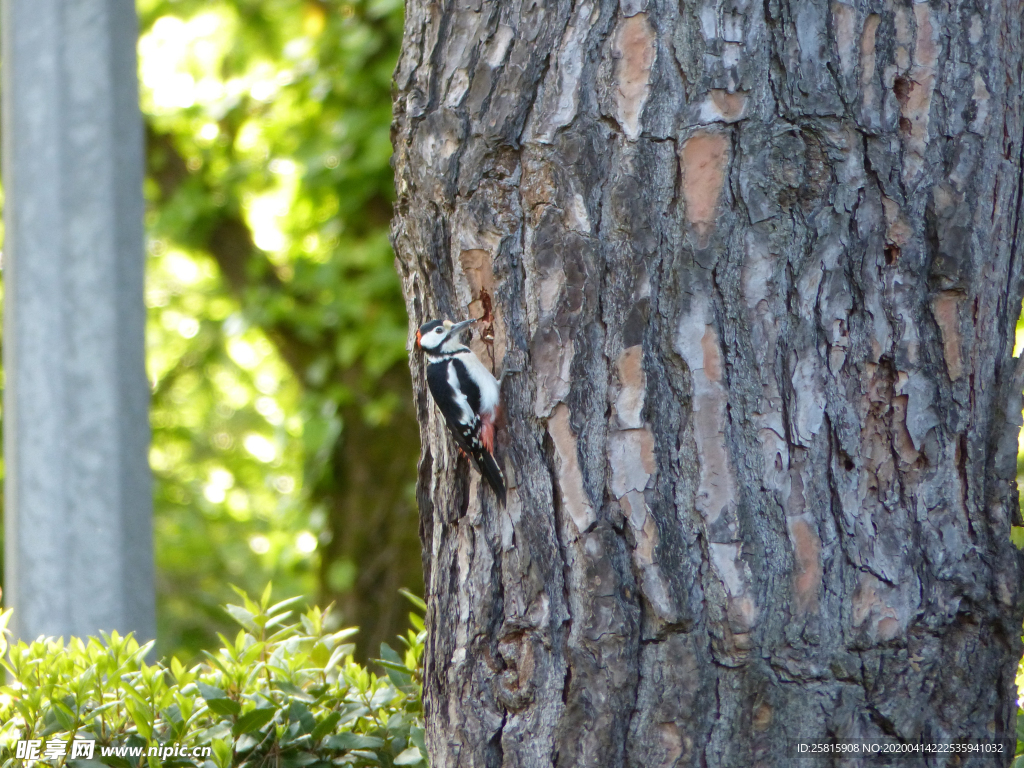 啄木鸟空山鸟语图片