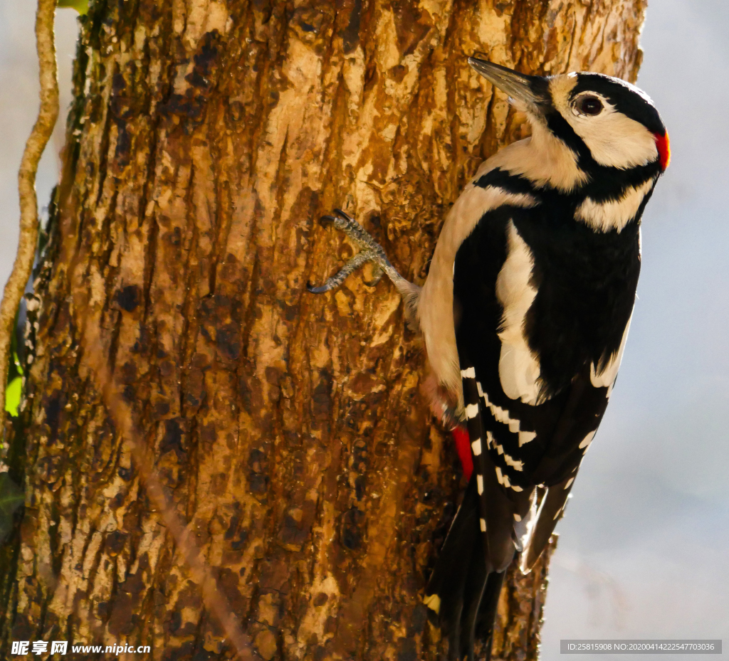 啄木鸟空山鸟语图片