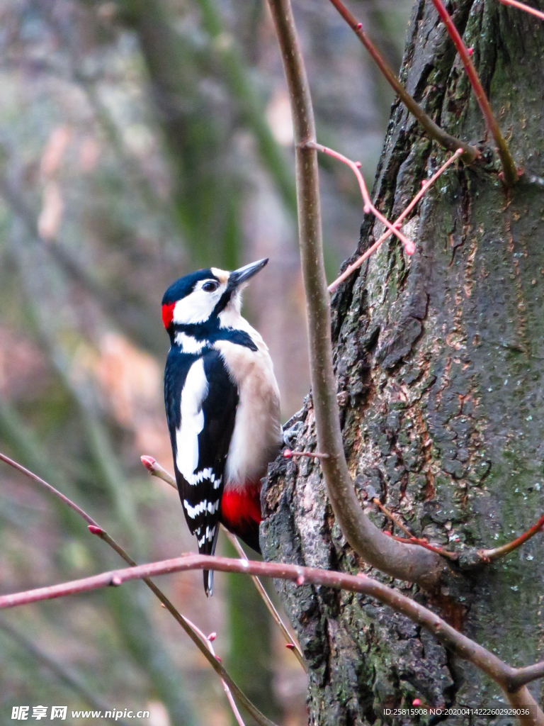 啄木鸟空山鸟语图片