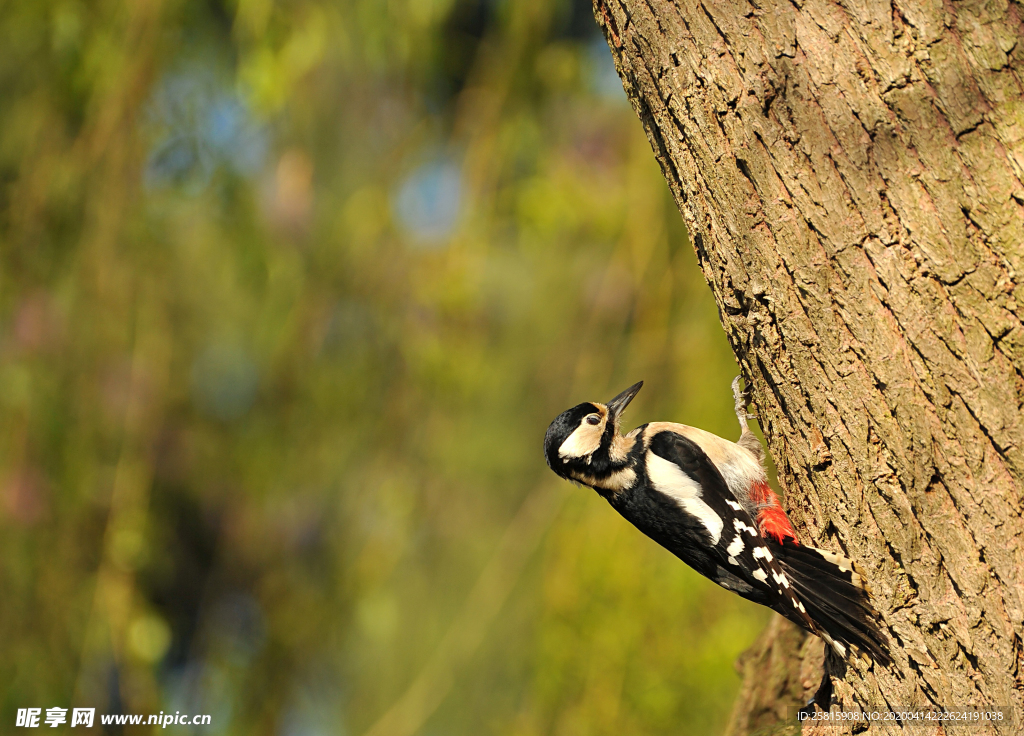 啄木鸟空山鸟语图片