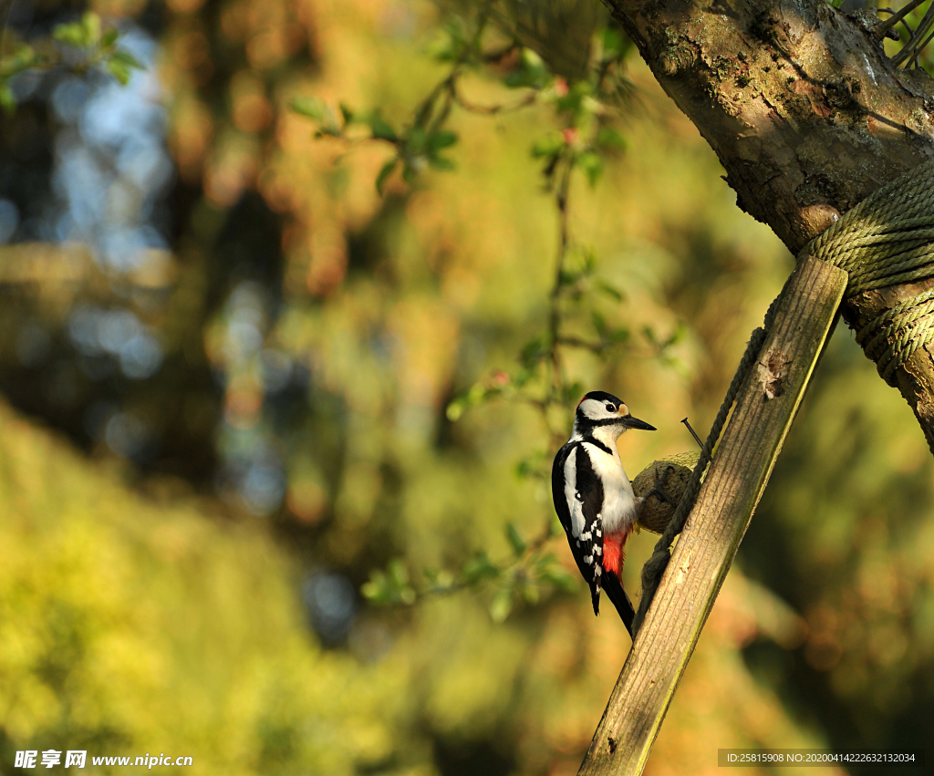 啄木鸟空山鸟语图片