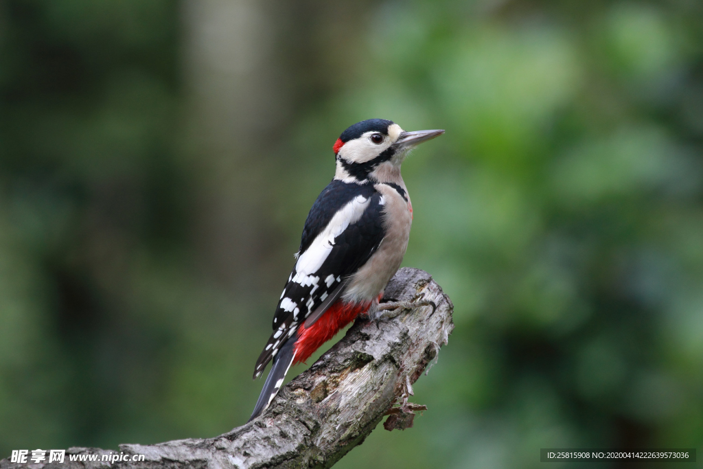 啄木鸟空山鸟语图片