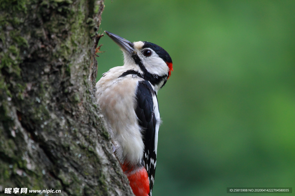 啄木鸟空山鸟语图片