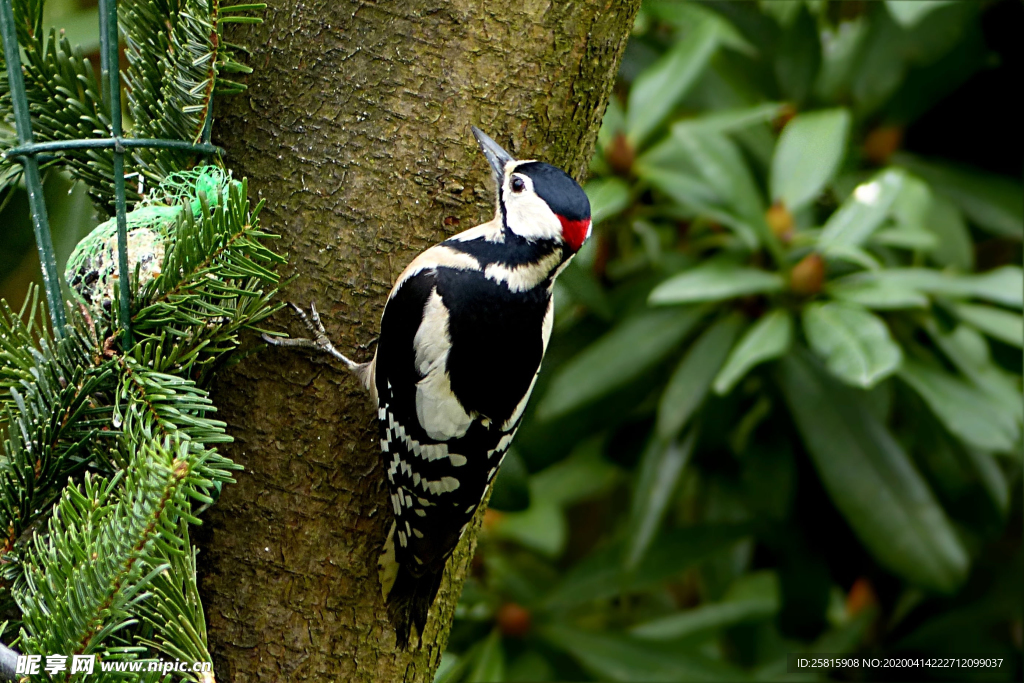 啄木鸟空山鸟语图片